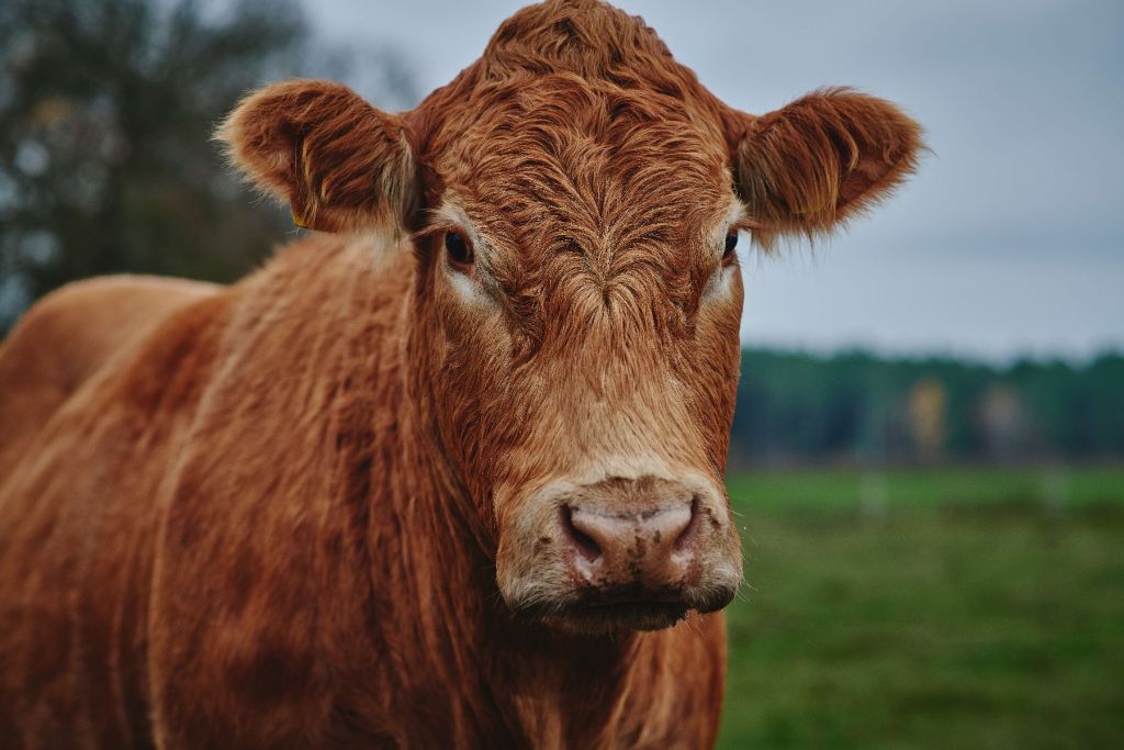 Retrato de una vaca