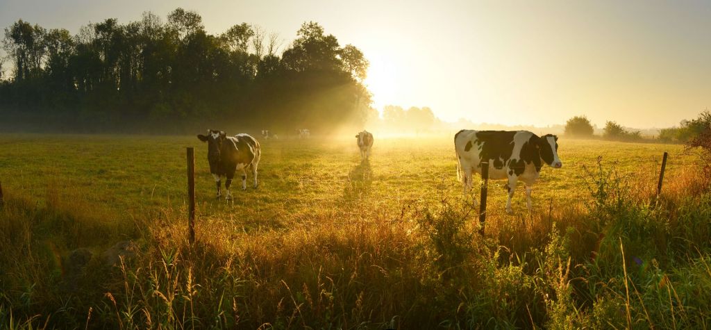 Vaca al amanecer