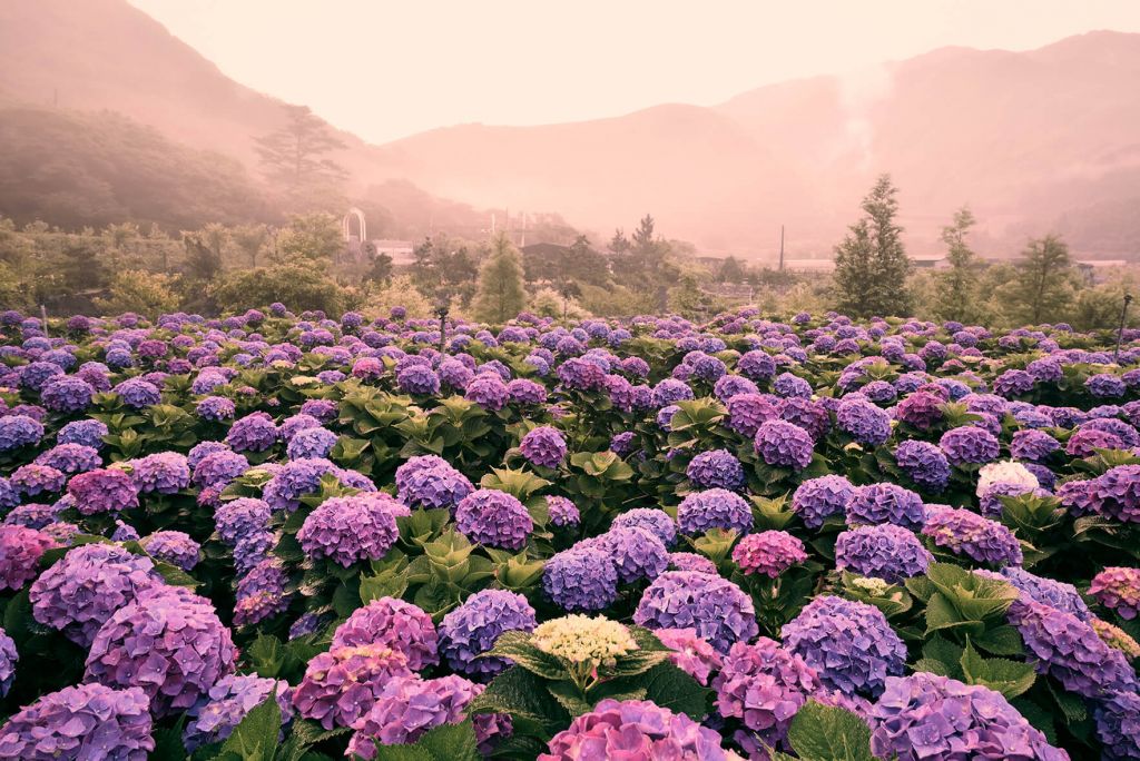 Hortensias en Beitou