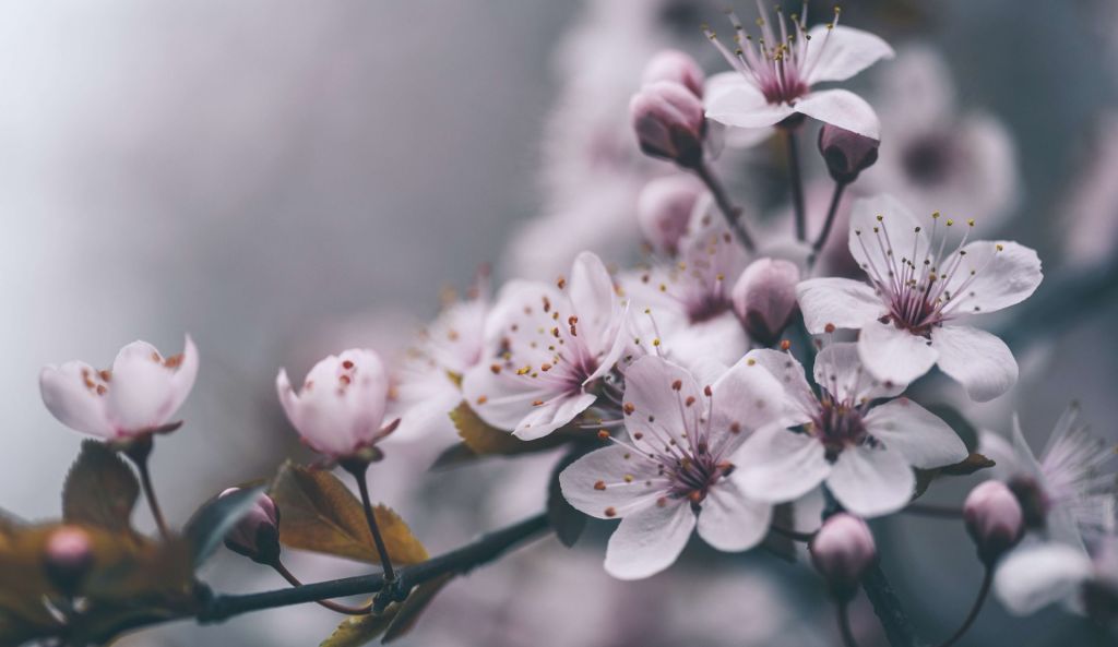 Florecimiento de la primavera