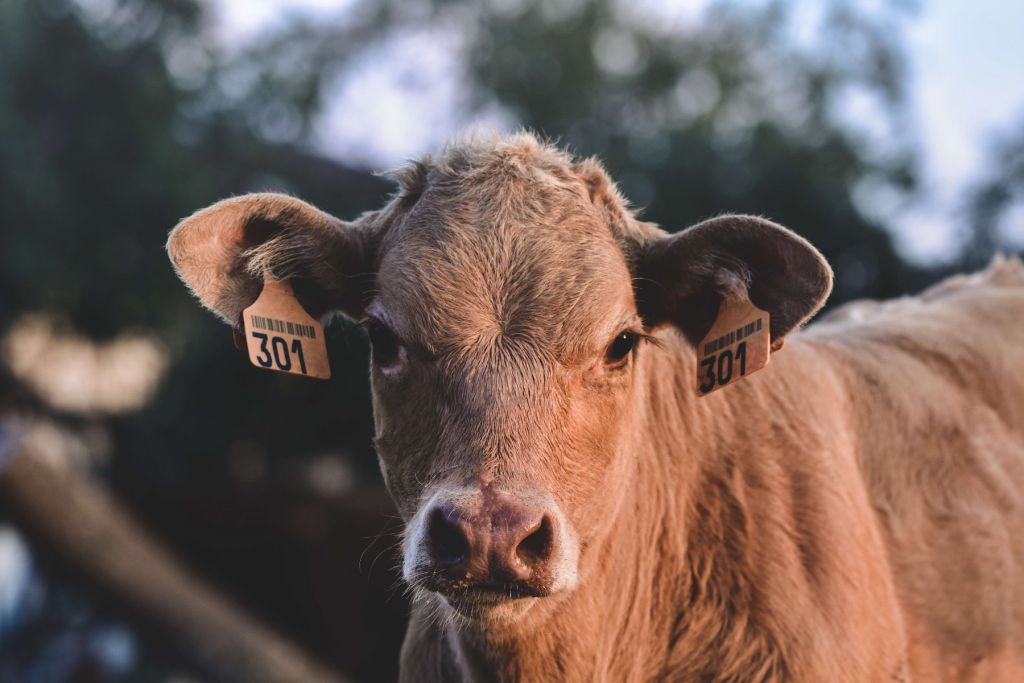 Primer plano de una vaca