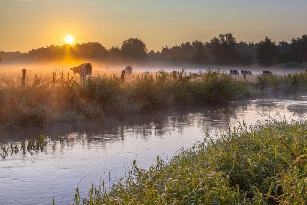 Vacas en el prado