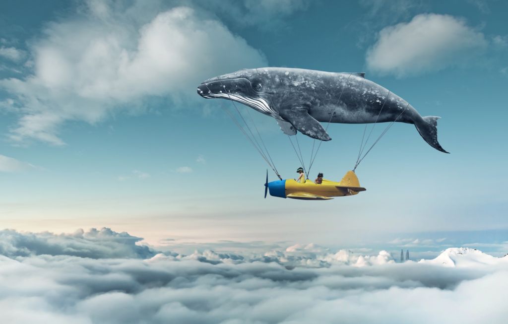 Ballena voladora