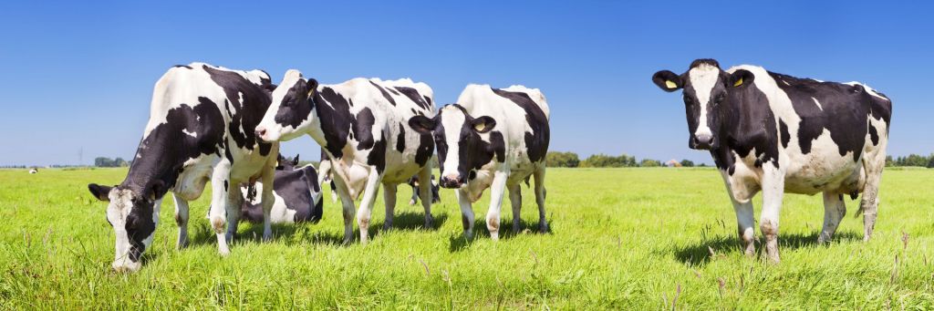Foto empapelado vacas
