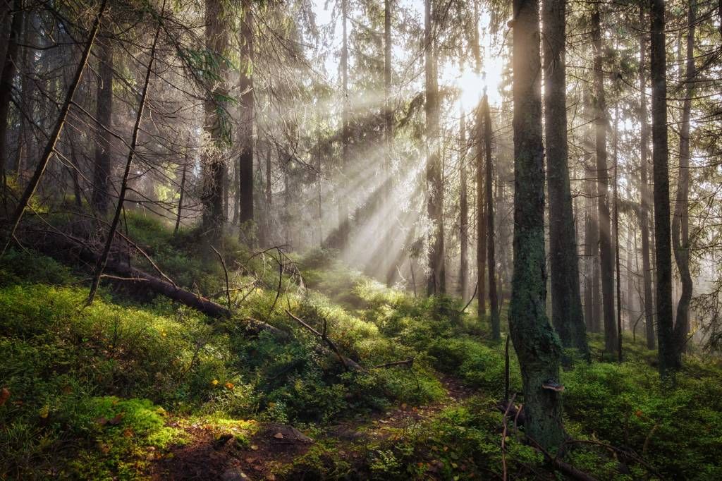 Bosque otoñal con rayos de sol