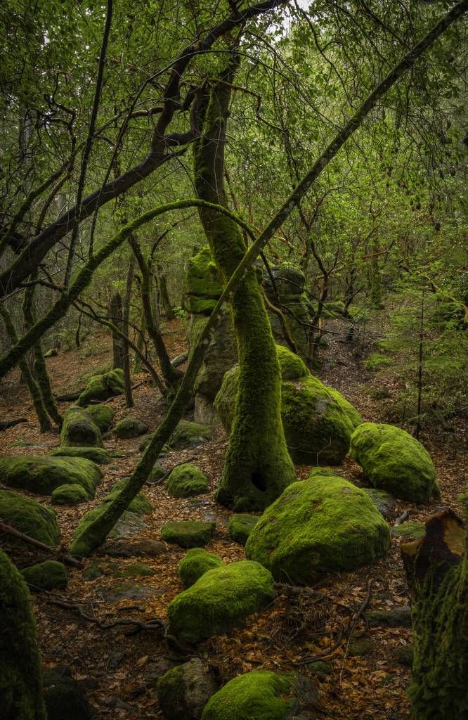 Árboles y piedras de musgo