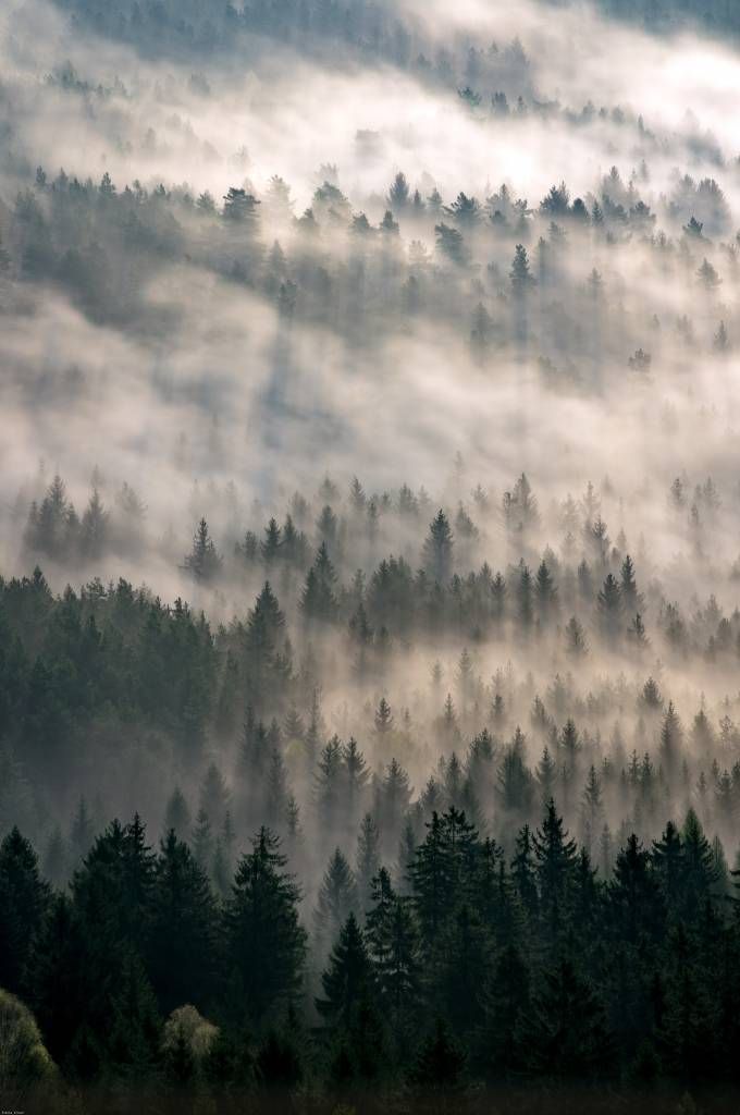 Pinos y niebla