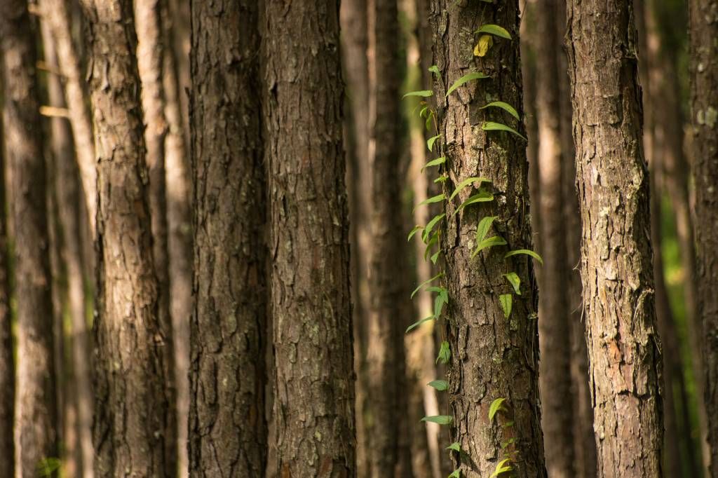 Troncos de árboles delgados