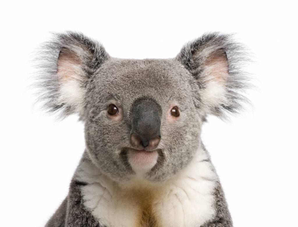 Foto de un koala