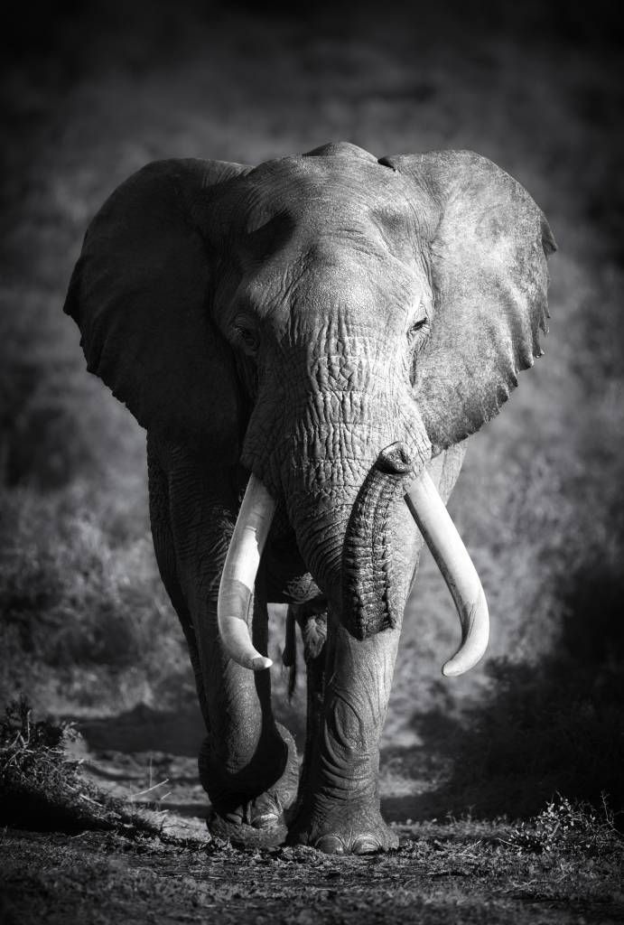 Elefante africano