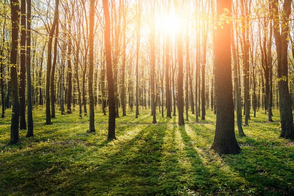 Sol vespertino en un bosque