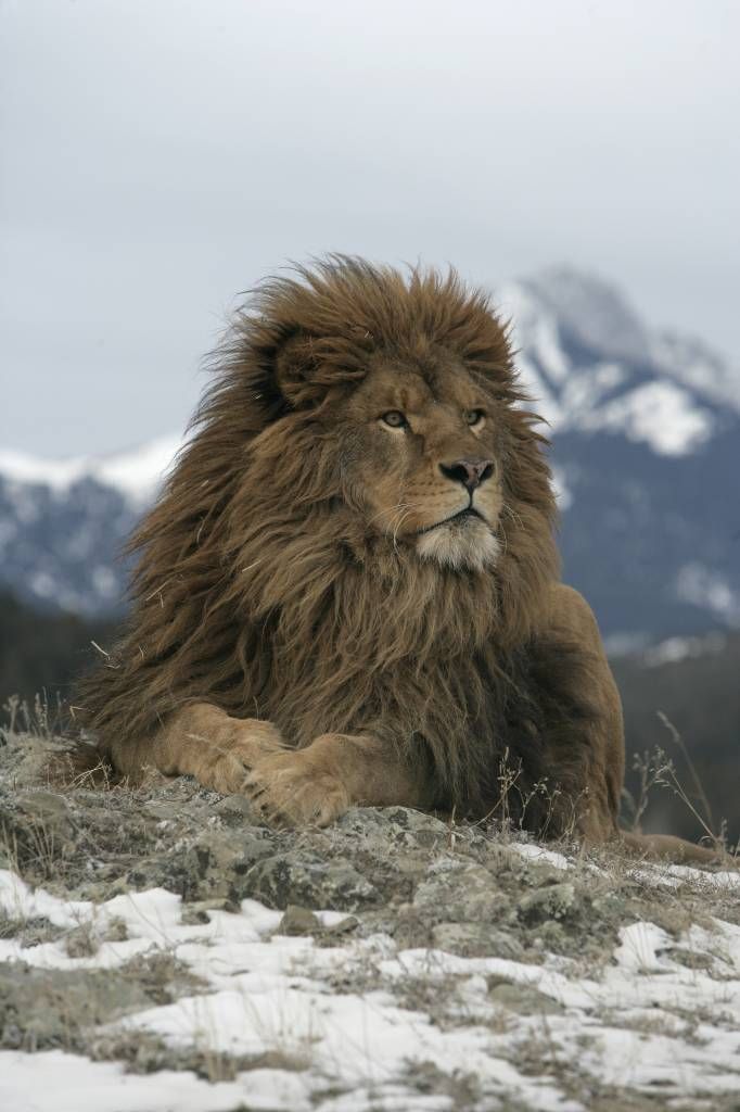 León de Berbería