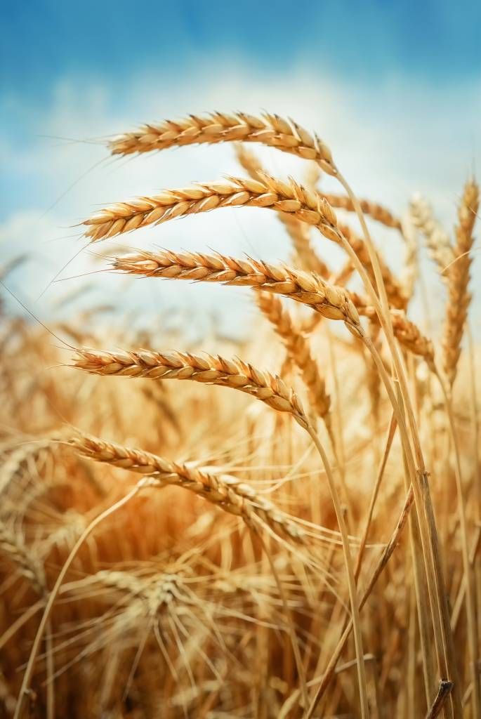 Primer plano de una planta de cereal