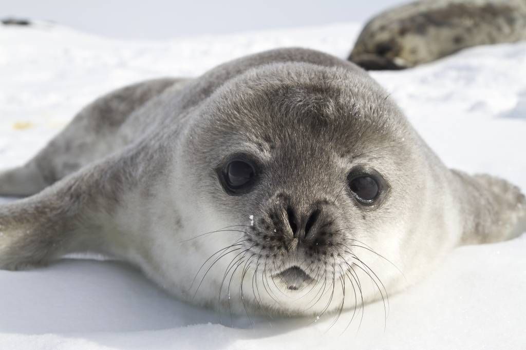 Primer plano de una foca