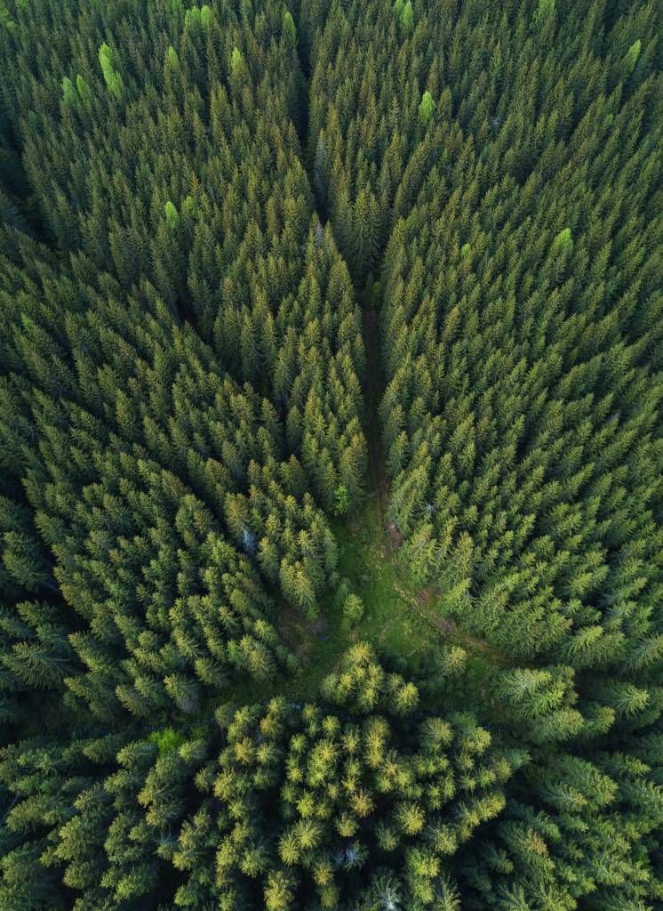 Bosque de pinos desde arriba