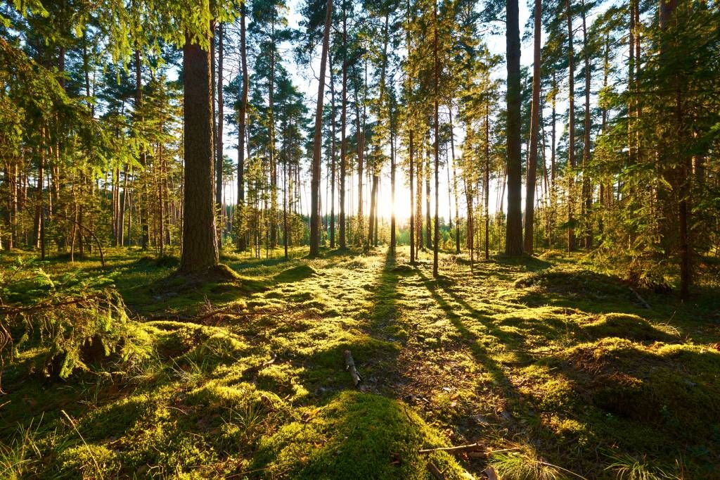 Bosque de pinos