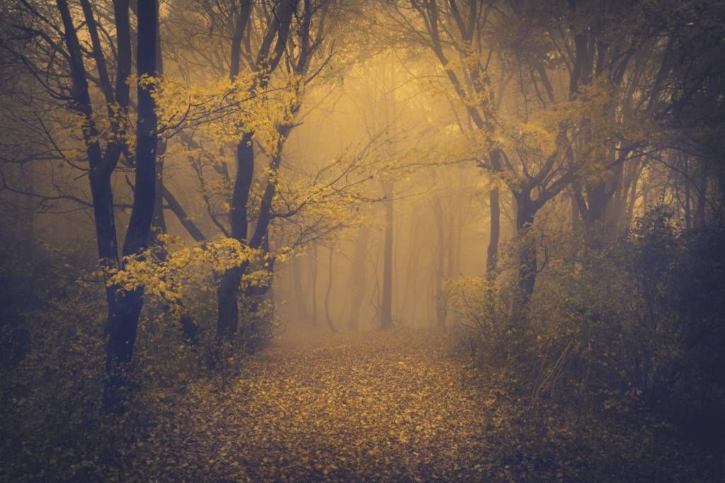 Bosque amarillo oscuro