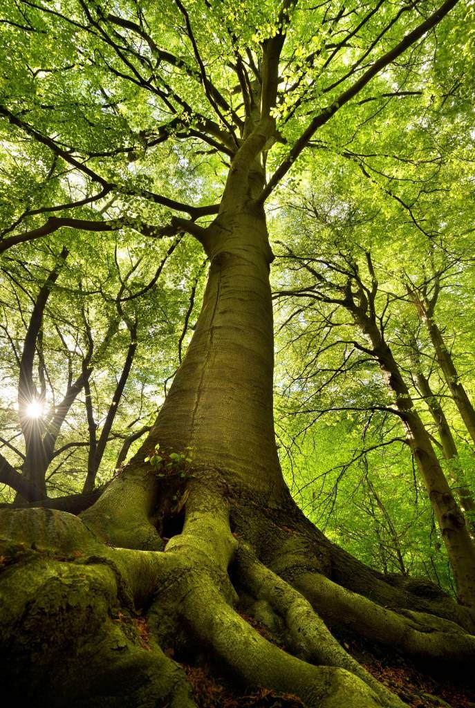 Árbol grande y raíces