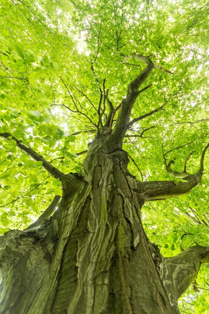 Gran árbol en el bosque