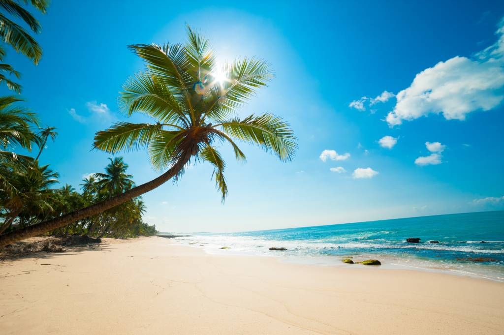 Gran palmera