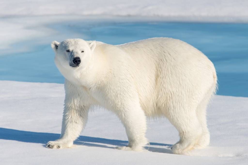 Oso polar