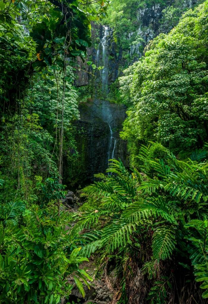 Selva y piedras