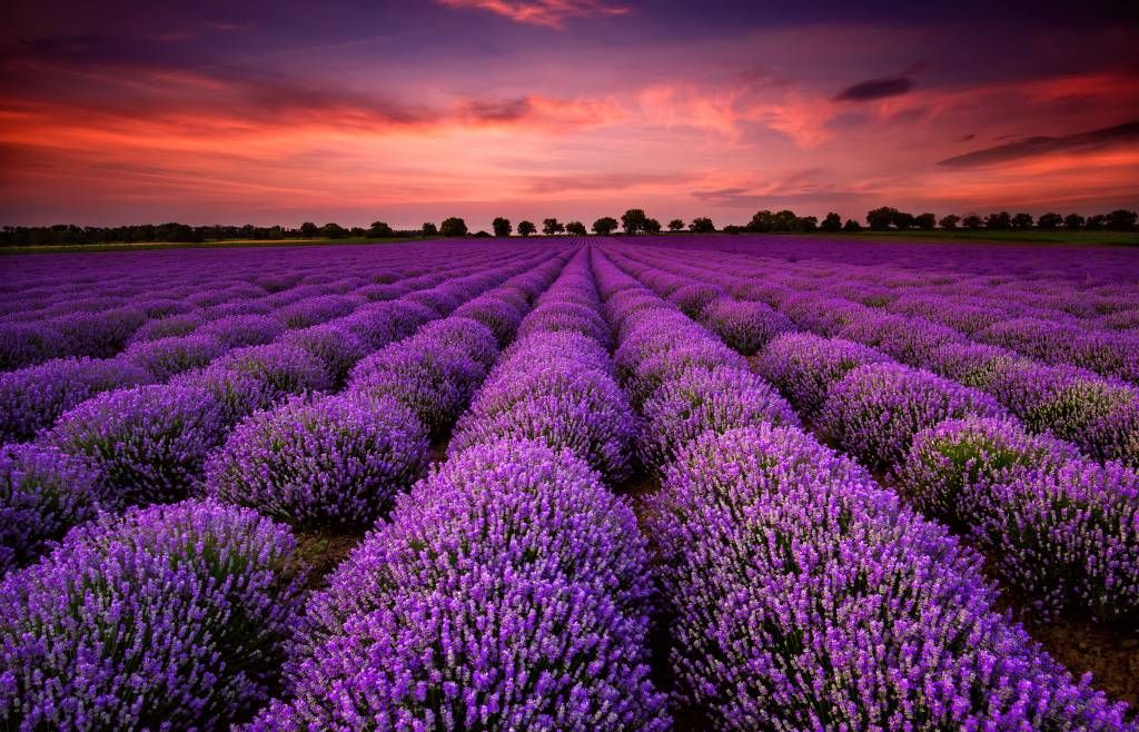 Campo de lavanda