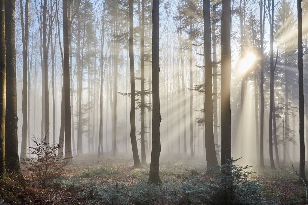 Bosque nebuloso