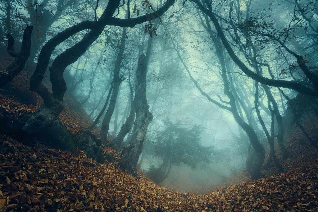 Bosque misterioso
