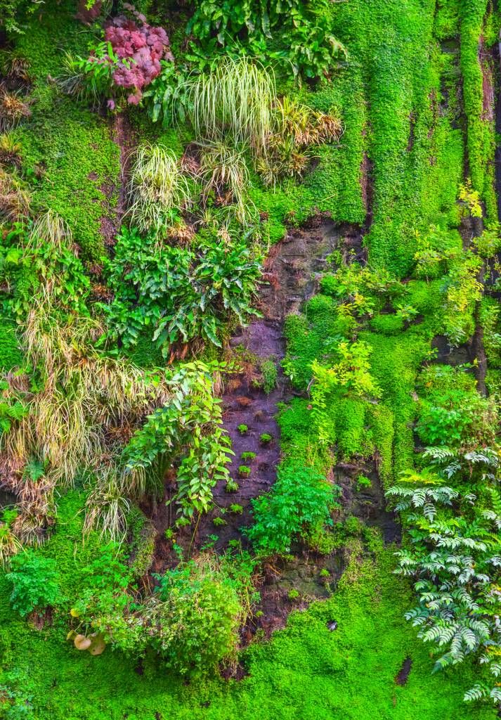 Muro de la naturaleza