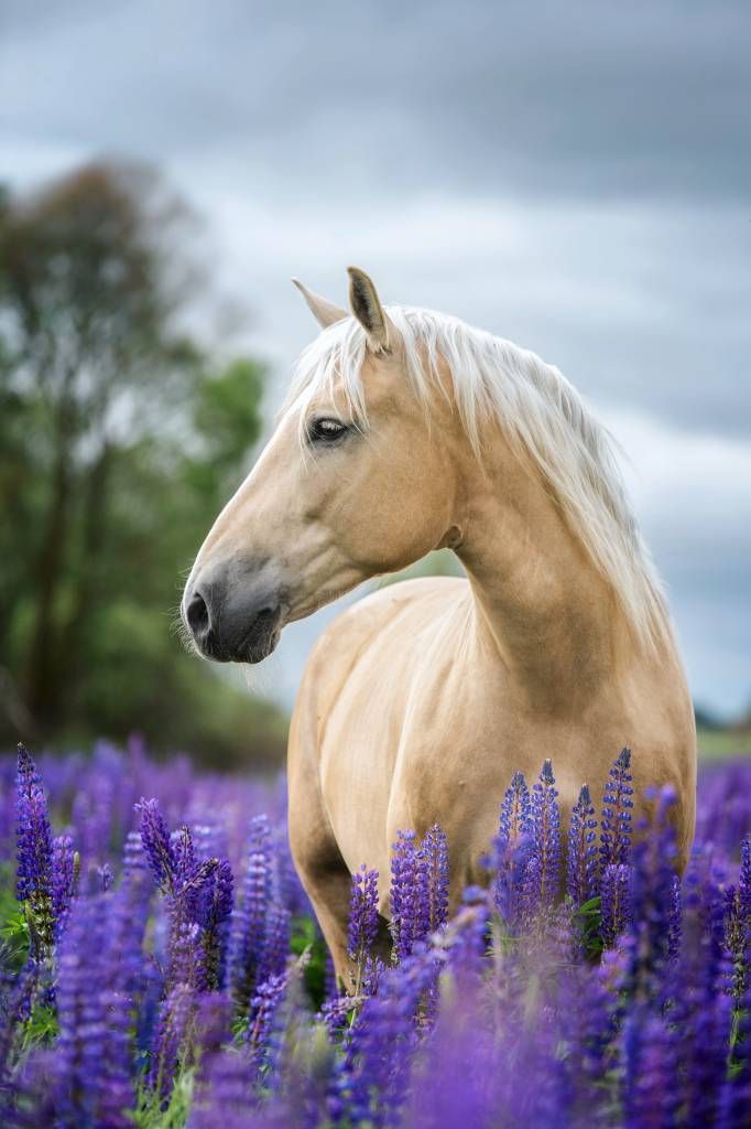 Caballo entre las flores de la mariposa Lupinus