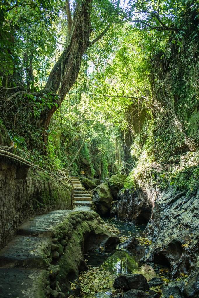 Camino a través de la selva