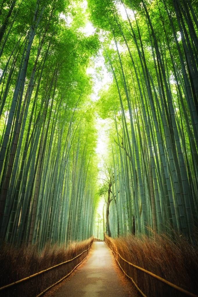 Camino a través del bambú