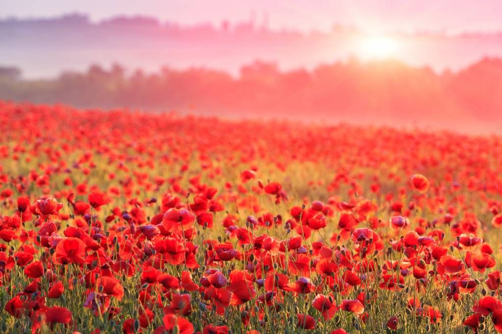 Campo lleno de amapolas