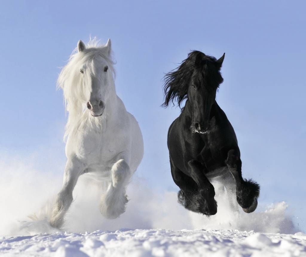 Blanco y un caballo negro