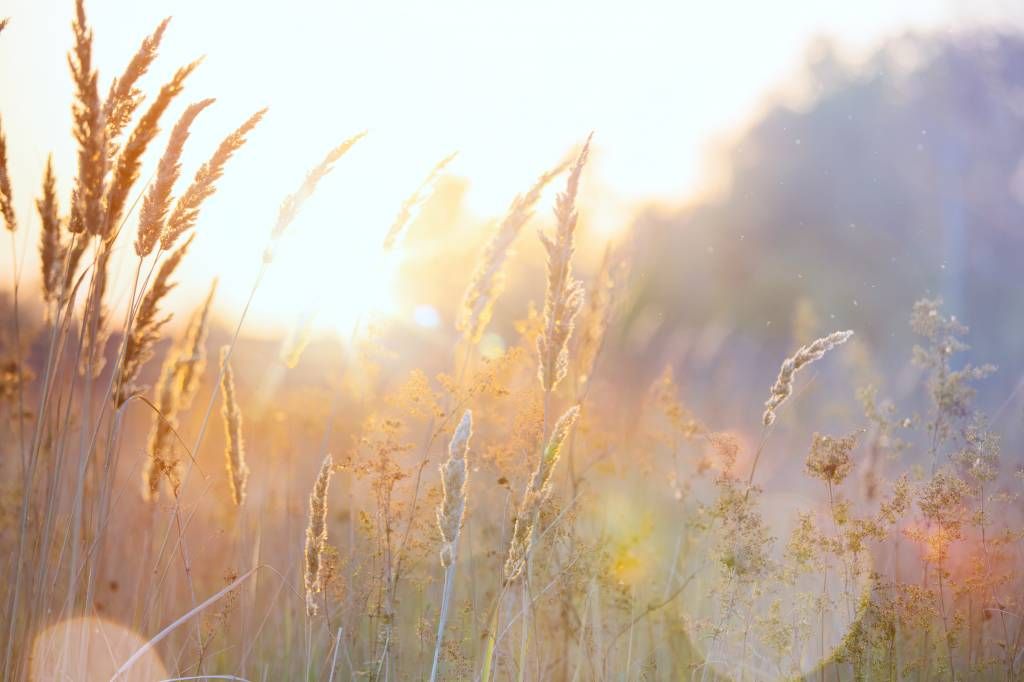 Campo soleado