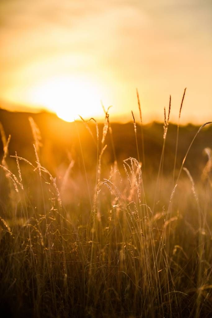 Puesta de sol entre los granos