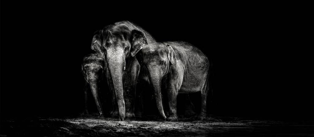 Fotografía en blanco y negro de elefantes