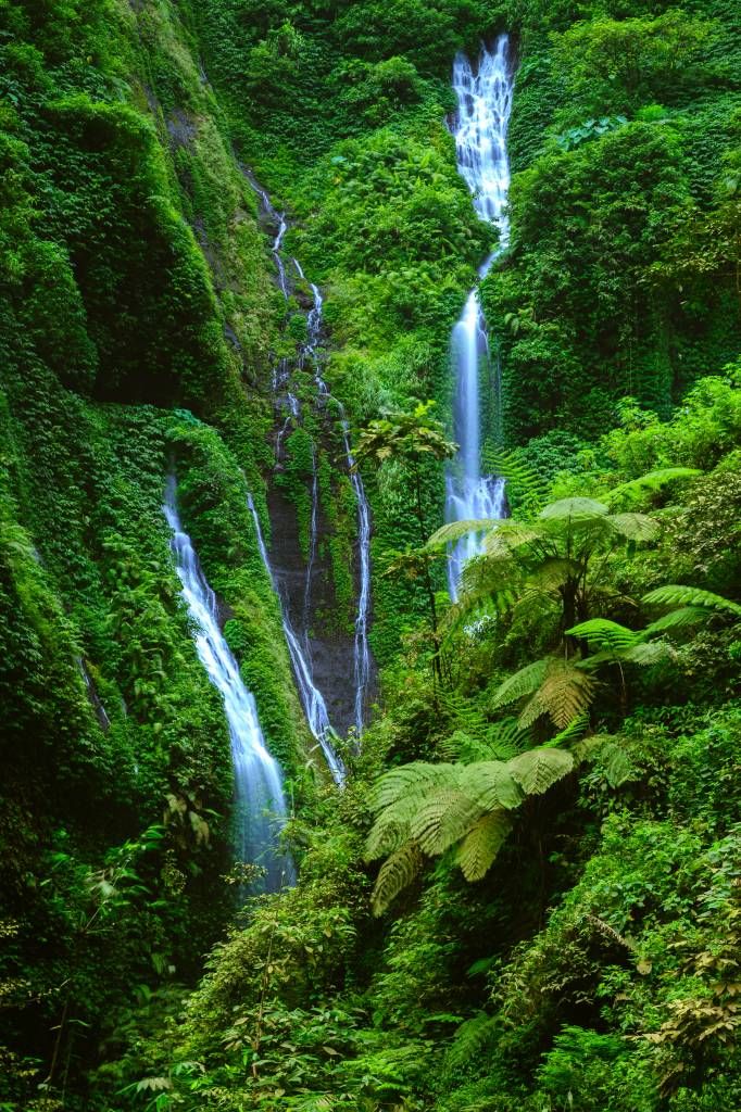 Selva verde y cascadas