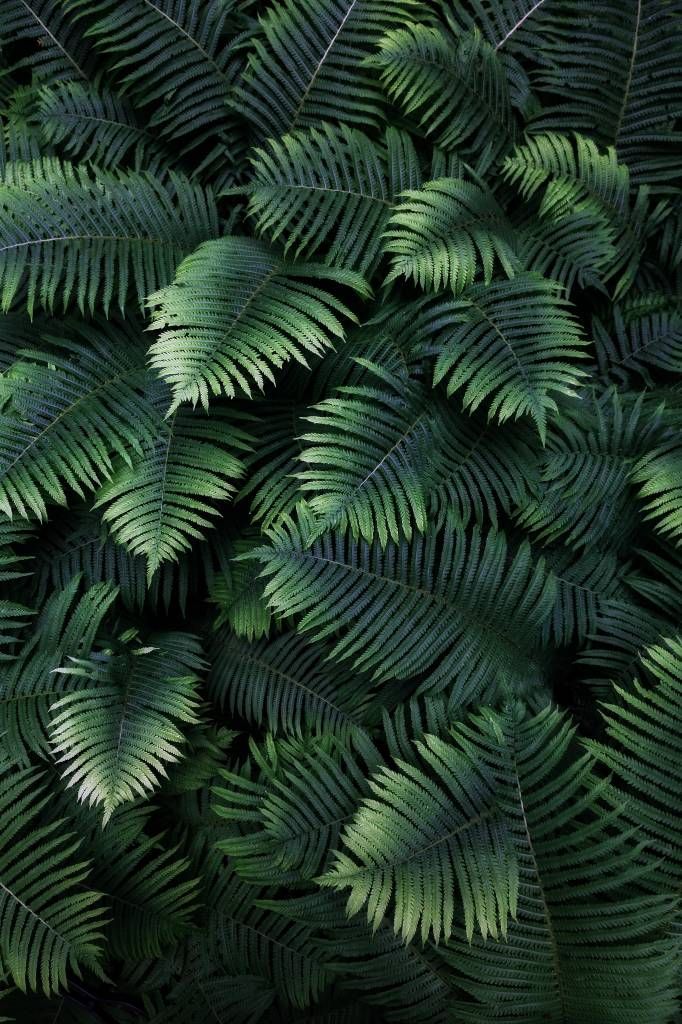 Hojas de palmera grandes