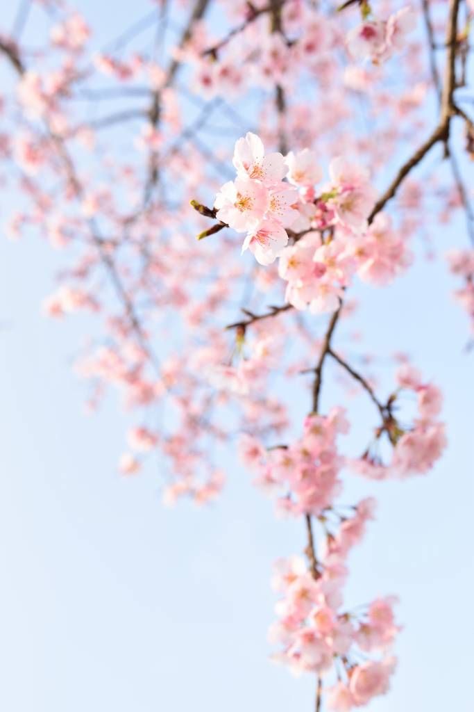 Flores de Japón