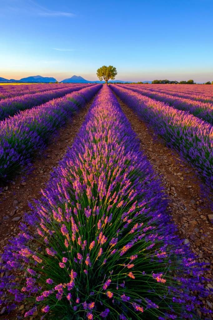 Lavanda a la luz del sol