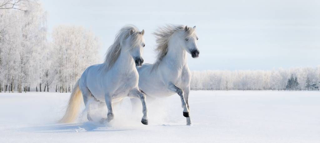 Caballos en la nieve