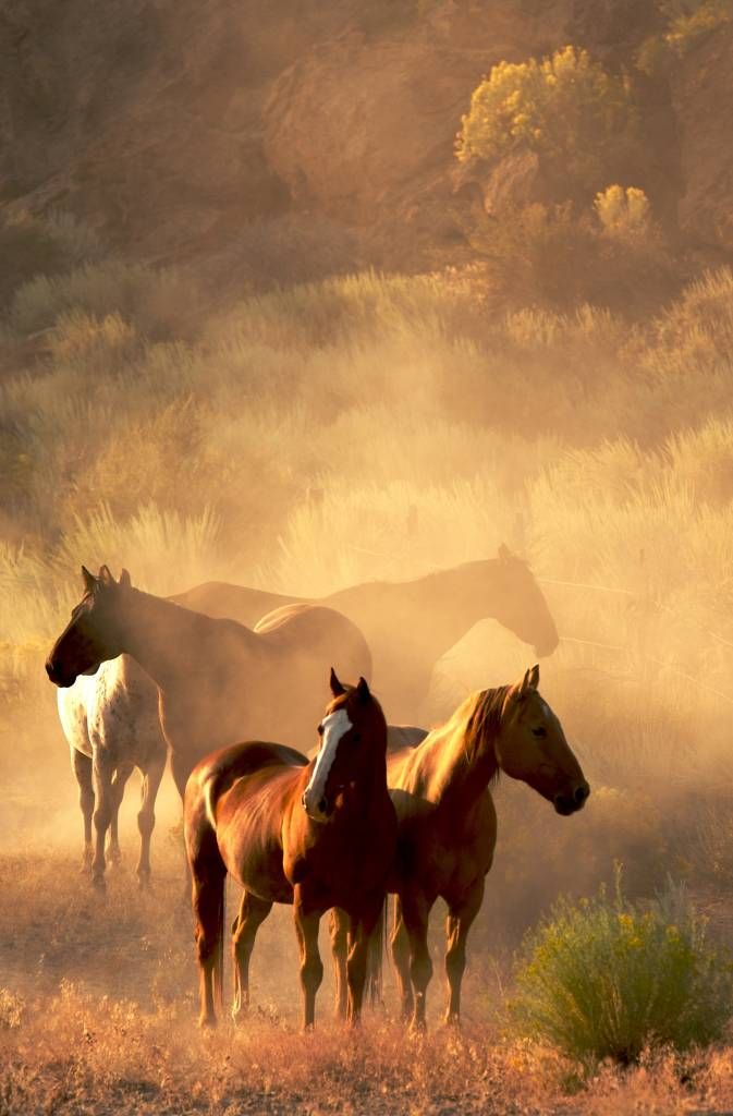 Caballos durante una puesta de sol