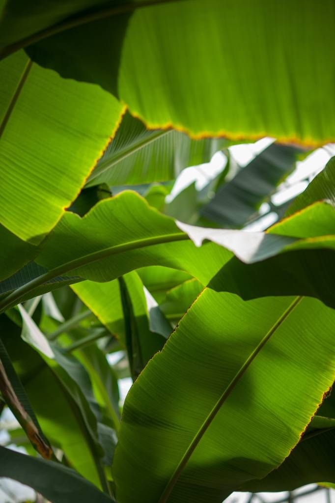 Hojas de palmera