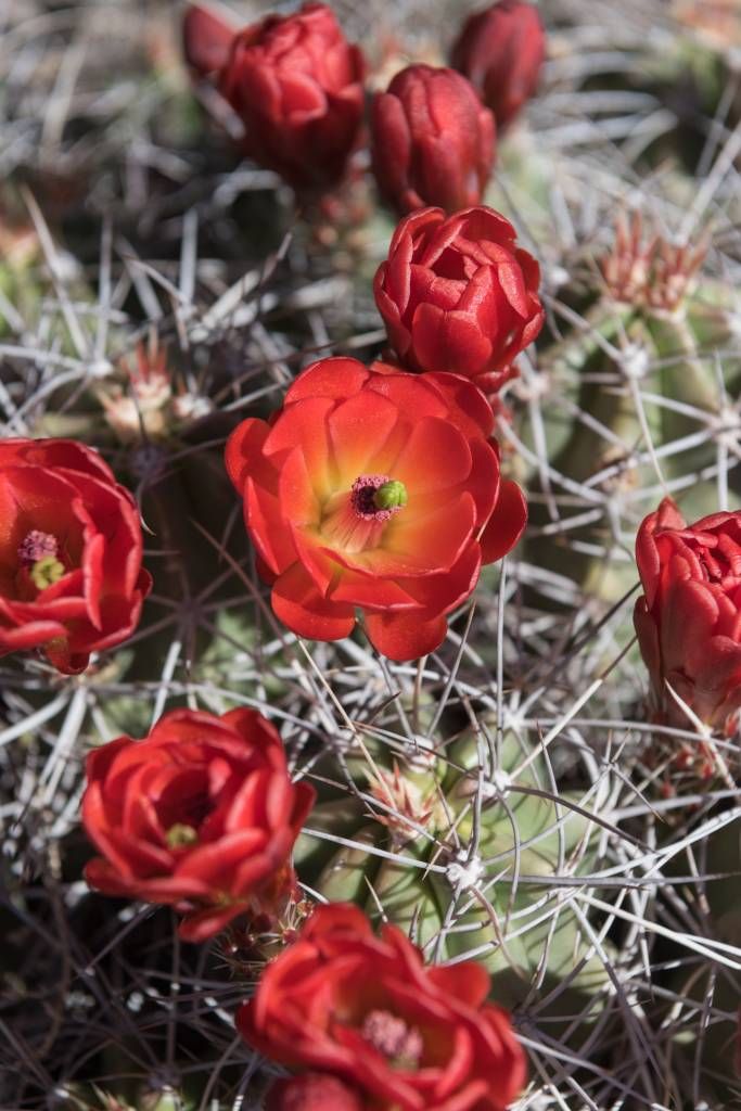 Flores de cactus rojas