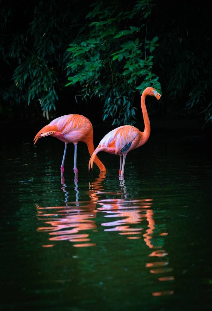 Dos flamencos caribeños