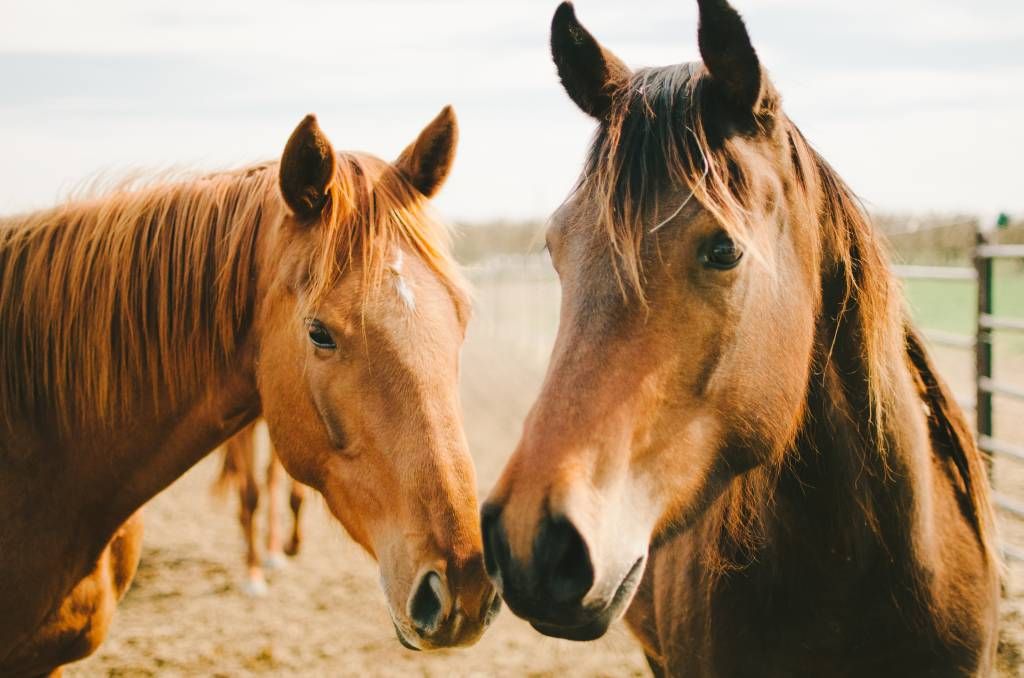 Dos caballos