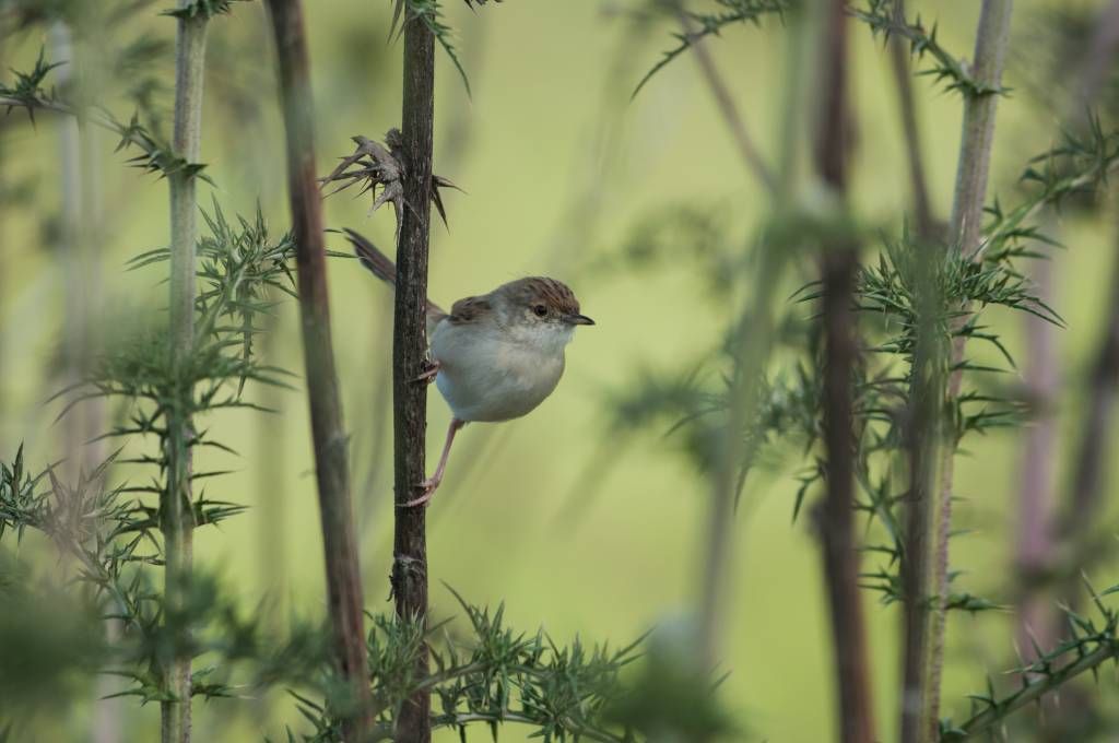 Pájaro en una rama