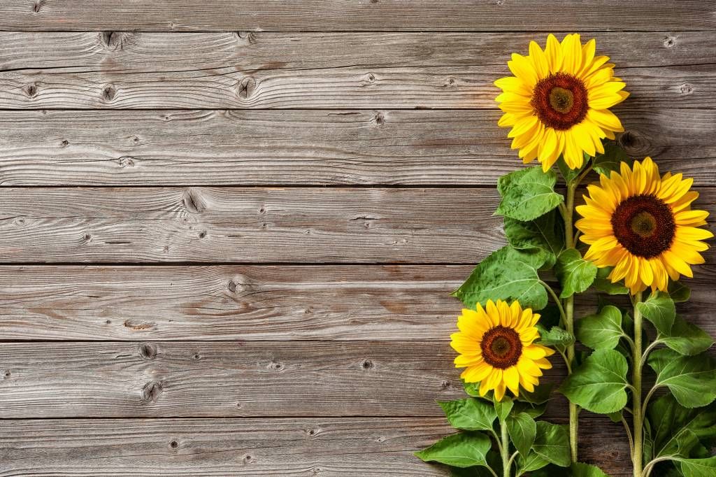 Girasoles y madera